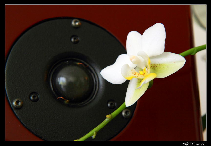 2011 - 01 - Chez Anabelle 08